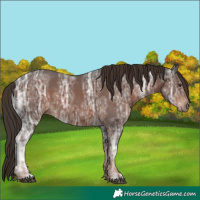 Horse Color:Liver Chestnut Ice