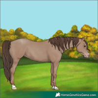 Horse Color:Classic Champagne 