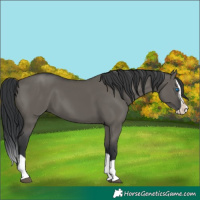 Horse Color:Grullo Splash