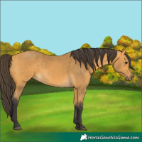 Horse Color:Buckskin 