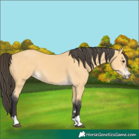 Horse Color:Buckskin