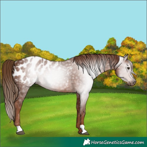 Horse Color:Gray Chestnut Blanket Rabicano 