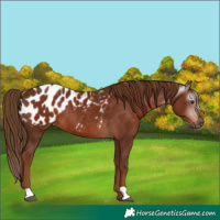 Horse Color:Gray Chestnut Appaloosa Rabicano 