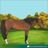 Horse Color:Bay 