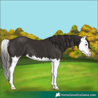 Horse Color:Liver Chestnut Splash 