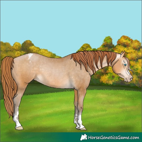 Horse Color:Gray Buckskin Pearl Varnish Rabicano 