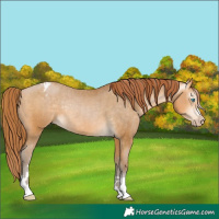 Horse Color:Gray Buckskin Pearl Varnish Rabicano 
