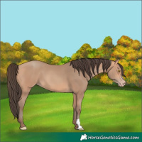 Horse Color:Amber Champagne 