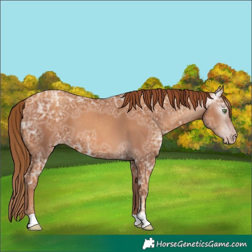 Horse Color:Gray Gold Champagne Ice