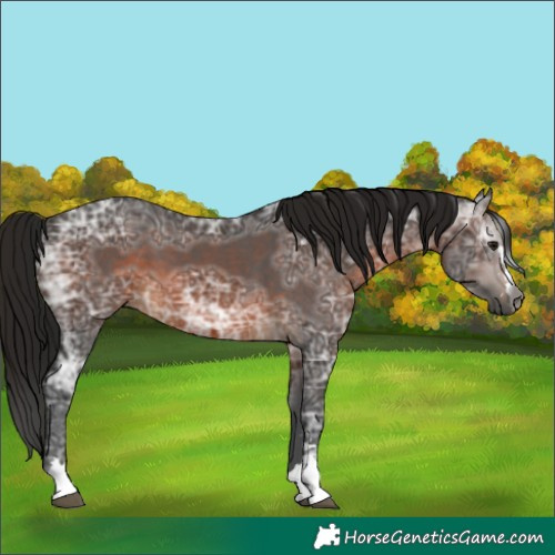 Horse Color:Gray Brown Ice 