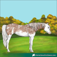 Horse Color:Silver Bay Ice Sabino Splash Rabicano 