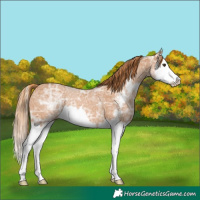 Horse Color:Chestnut Ice Sabino Splash Rabicano