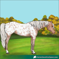Horse Color:Silver Bay Appaloosa Rabicano 