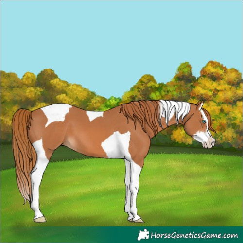 Horse Color:Chestnut Splash Tobiano 