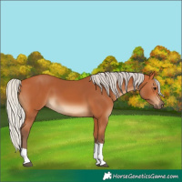 Horse Color:Silver Bay Tobiano