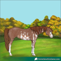Horse Color:Chestnut Sabino