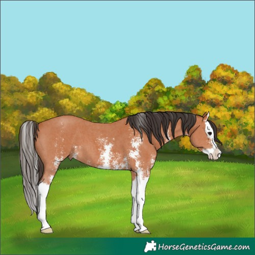 Horse Color:Bay Sabino Splash 