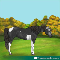 Horse Color:Gray Liver Chestnut Tobiano 