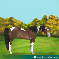 Horse Color:Gray Amber Champagne Tobiano Rabicano