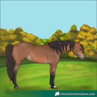 Horse Color:Bay 