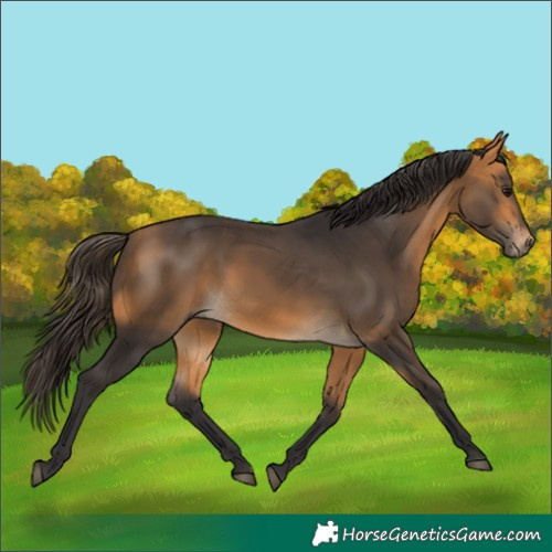 Horse Color:Buckskin 