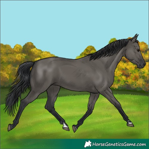 Horse Color:Grullo Rabicano 