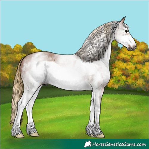 Horse Color:Gray White Spotted Chestnut Sabino Frame