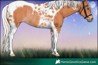 Horse Color:Silver Bay Tobiano Rabicano