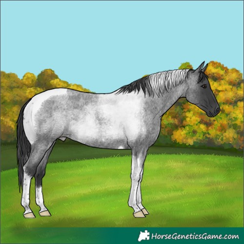 Horse Color:Blue Roan Tobiano
