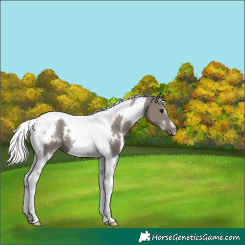 Horse Color:White Spotted Silver Grullo Tobiano 