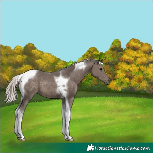 Horse Color:Silver Black Tobiano 