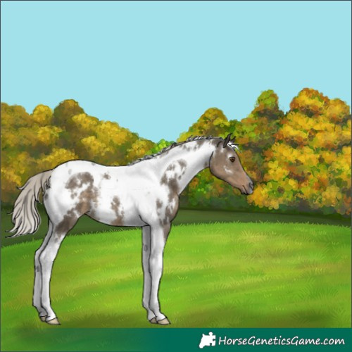 Horse Color:Gray White Spotted Silver Smoky Grullo Tobiano 