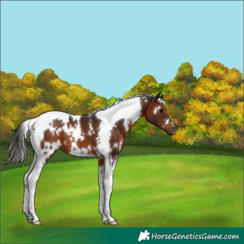 Horse Color:Gray White Spotted Bay Tobiano 