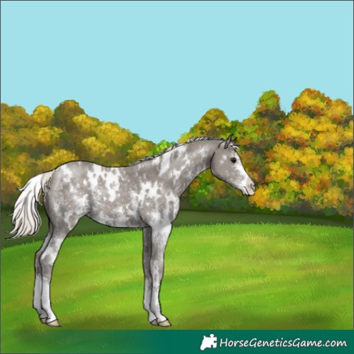Horse Color:White Spotted Silver Smoky Black Sabino 