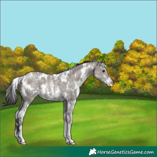 Horse Color:White Spotted Smoky Grullo Sabino 