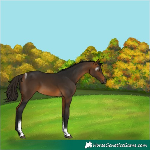 Horse Color:Gray Buckskin Tobiano 