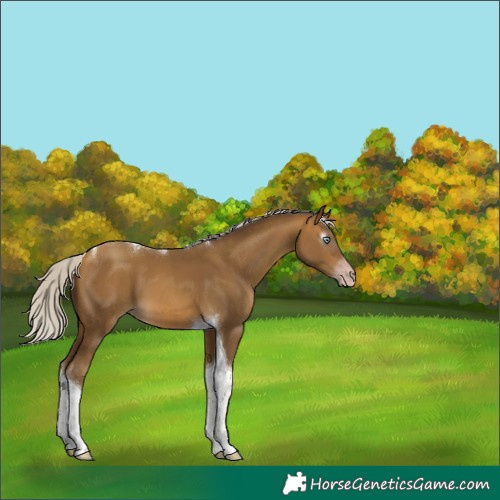 Horse Color:Gray Silver Sable Cream Champagne Tobiano 