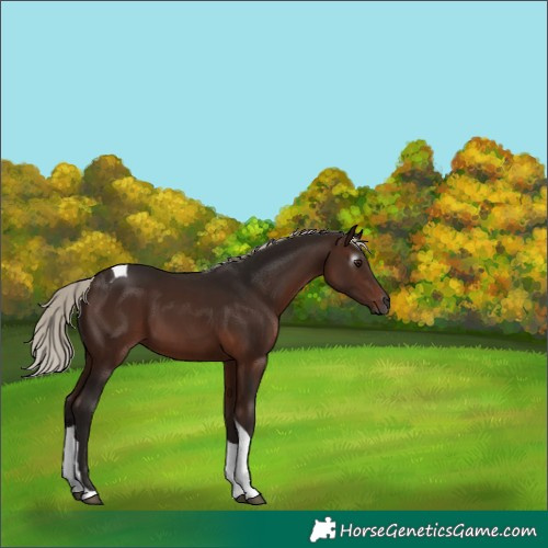 Horse Color:Gray Silver Bay Tobiano 