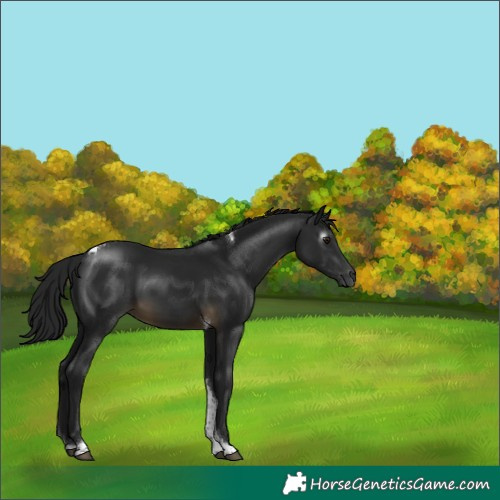 Horse Color:Gray Buckskin Tobiano 