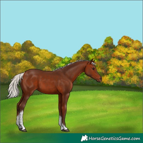 Horse Color:Silver Bay Tobiano 