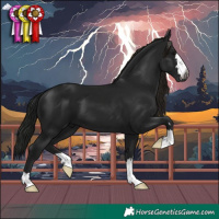 Horse Color:Gray Black 