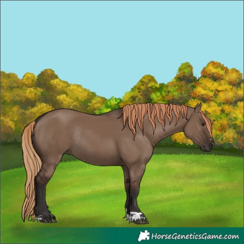 Horse Color:Liver Red Dun Rabicano 