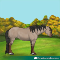 Horse Color:Liver Red Dun Rabicano