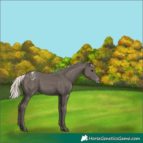 Horse Color:Silver Black Varnish 