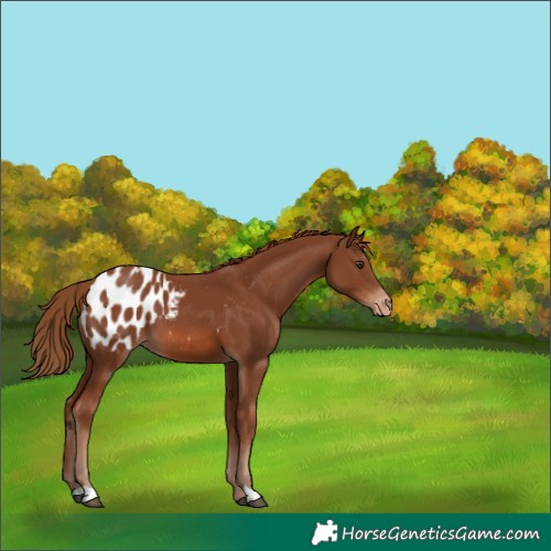 Horse Color:Chestnut Blanket 
