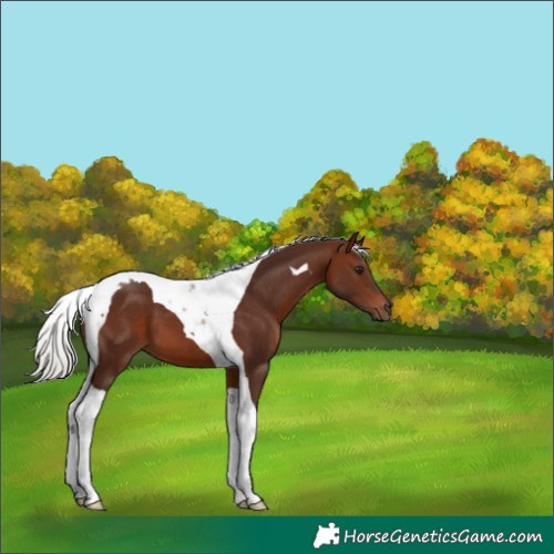 Horse Color:Silver Brown Tobiano 