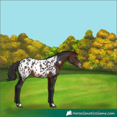Horse Color:Brown Near Leopard 