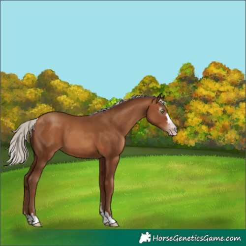 Horse Color:Gray Silver Amber Champagne 
