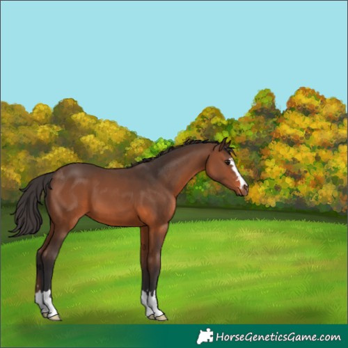 Horse Color:Brown 