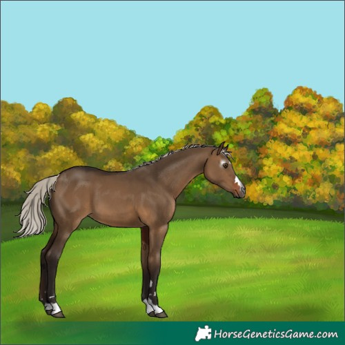 Horse Color:Gray Silver Bay Dun 